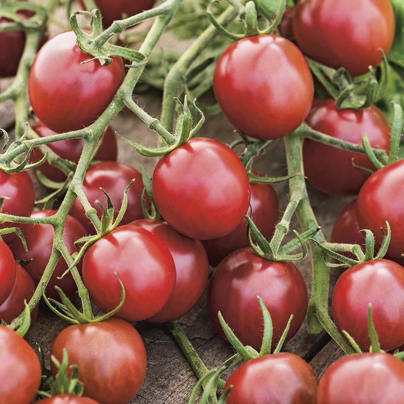 Tomato (Cherry) Black Opal Seeds - Image 3