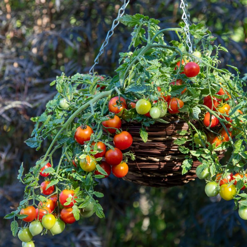 Tomato (Cherry) Cherry Blast F1 - Image 3