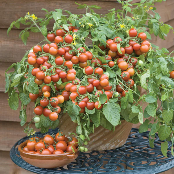 Tomato (Cherry) Cherry Falls Seeds - Image 3
