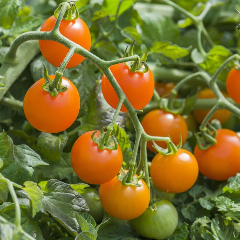 Tomato (Cherry) Orangeto F1 Seeds - Image 3