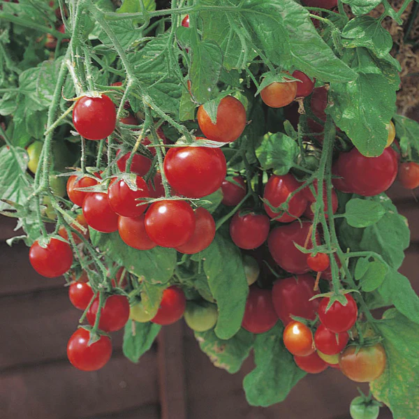 Tomato (Cherry) Tumbling Tom Red Seeds - Image 3