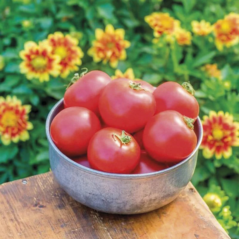 Tomato Crimson Crush F1 (Beefsteak) Veg Plants