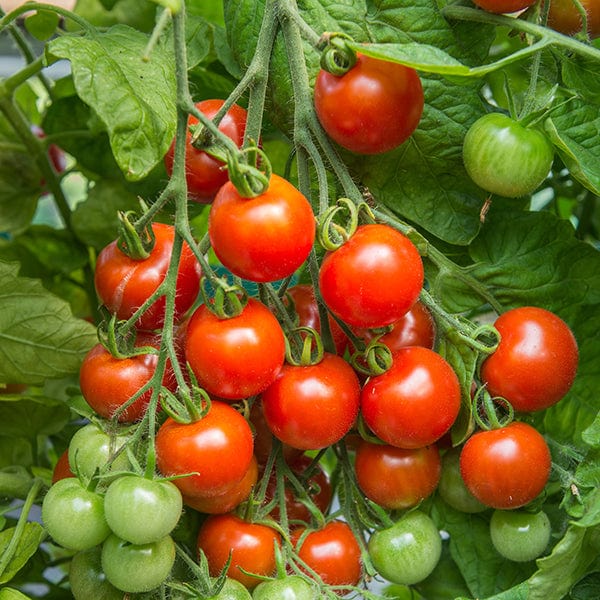 Tomato Gardener's Delight (Standard) Veg Plants