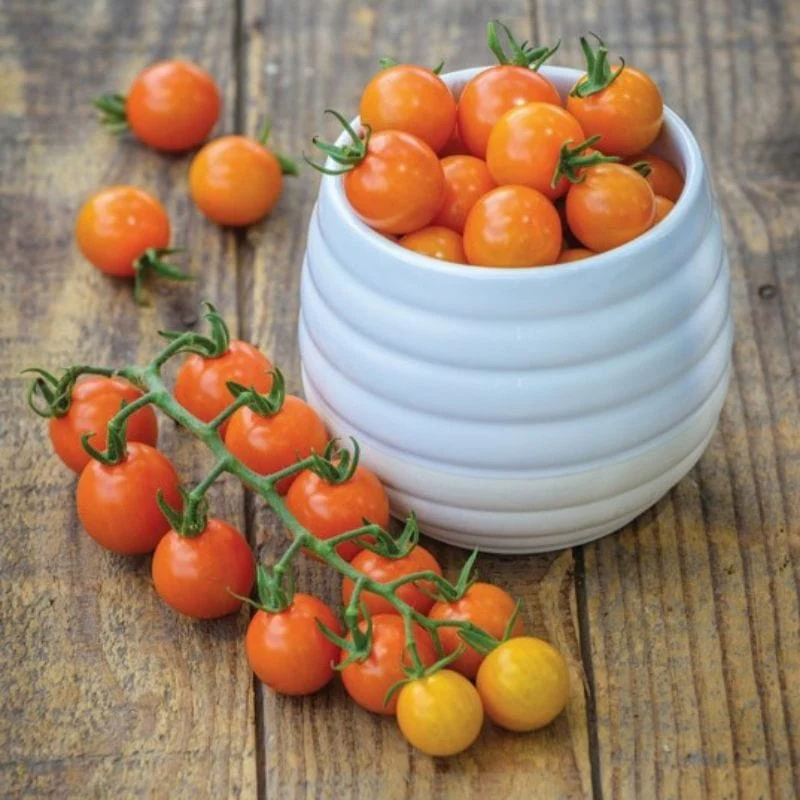Tomato Honeycomb F1 Grafted Vegetable Plants