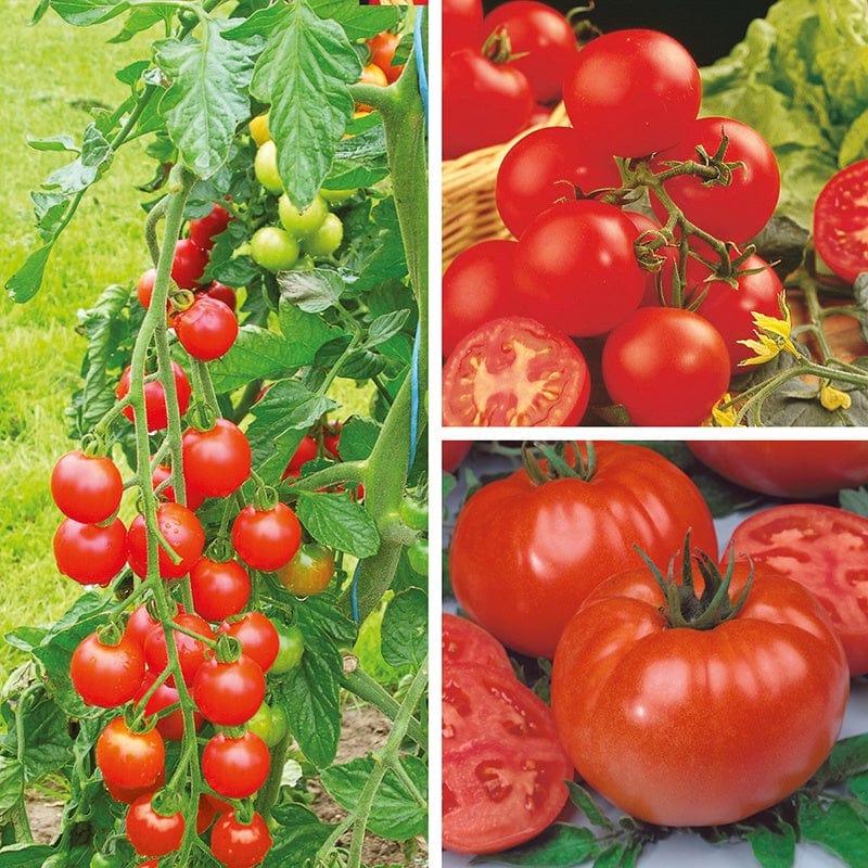 Tomato Grafted Vegetable Plants Collection