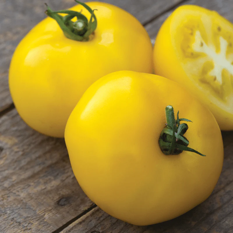 Tomato Lemonita F1 (Beefsteak) Veg Plants