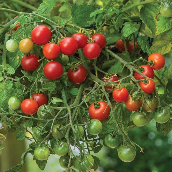 Tomato Losetto (Cherry) Veg Plants