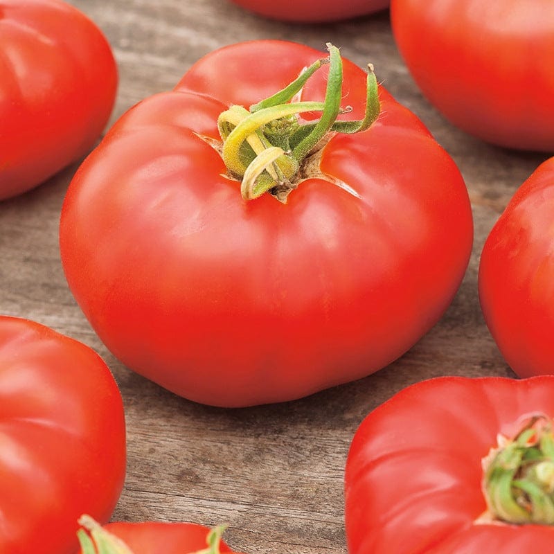 Tomato Marmande (Beefsteak) Veg Plants