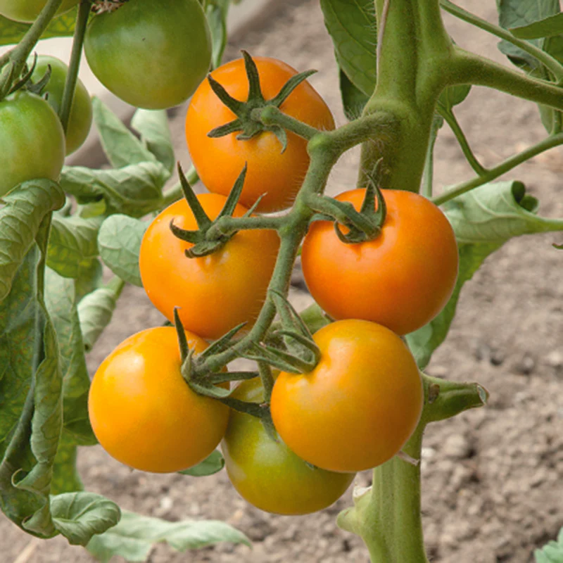 Tomato Merrygold F1 Vegetable Seeds - Image 3