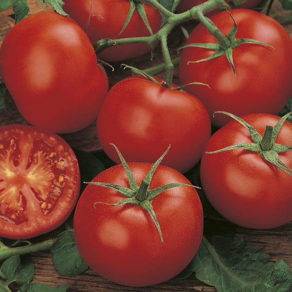 Tomato MoneyMaker (Standard)