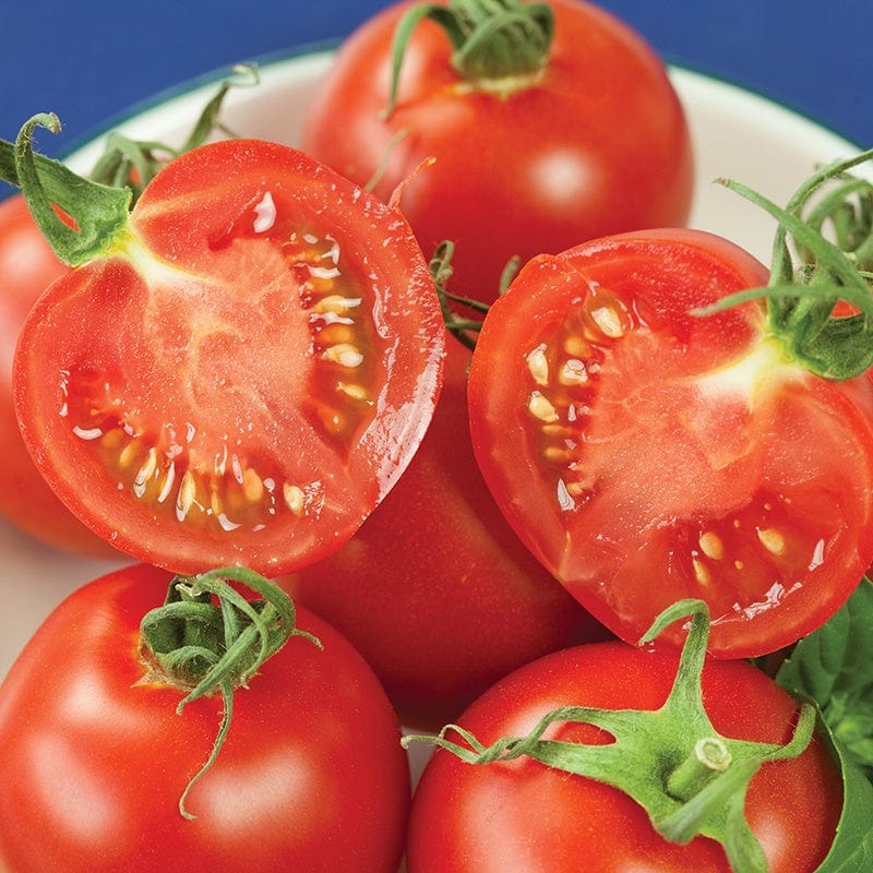 Tomato (Standard) Cocktail Crush F1 Vegetable Seeds - Image 2