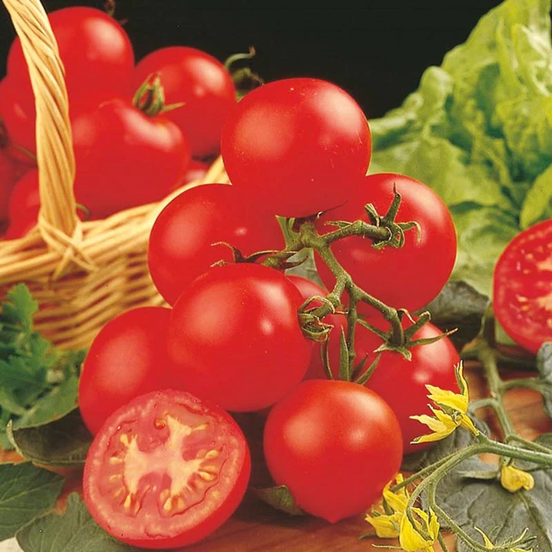 Tomato Shirley Grafted Vegetable Plants