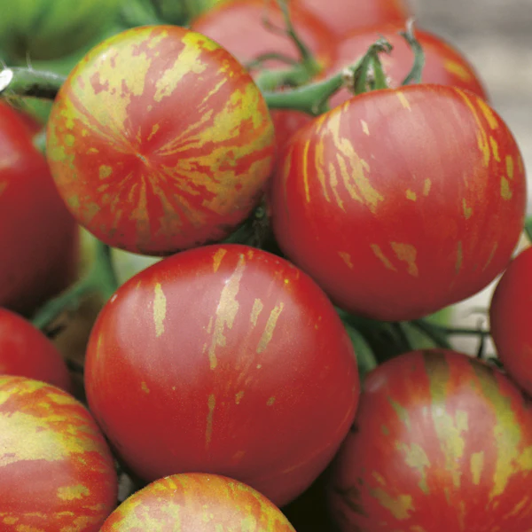 Tomato (Standard) Tigerella Seeds - Image 3