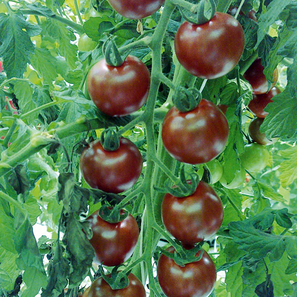 Tomato Sunchocola F1 Seeds - Image 3