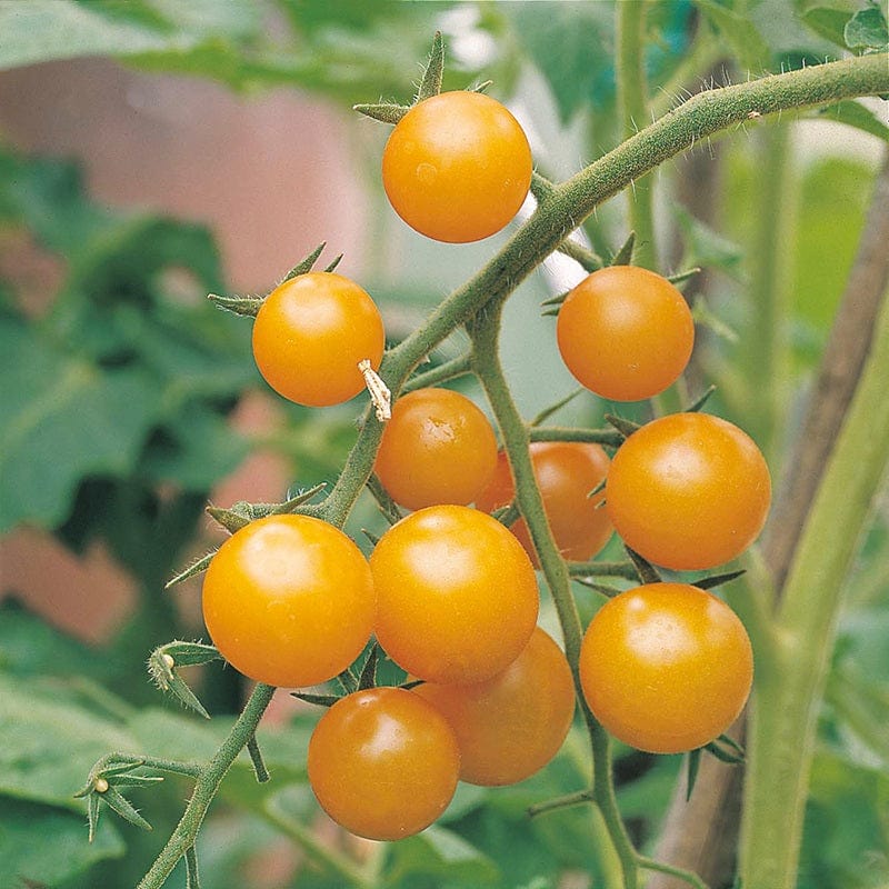 Tomato Sungold F1 AGM (Cherry) Veg Plants