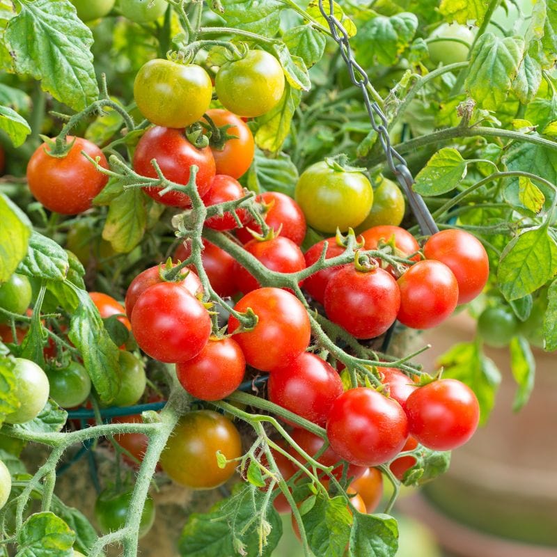 Tomato Terenzo F1 (Cherry) Veg Plants