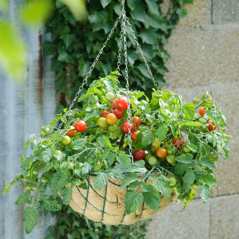 Tomato Terenzo F1 (Cherry) Veg Plants - Image 2