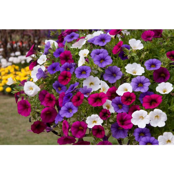 Trixi Spirit Flower Plants - Image 2