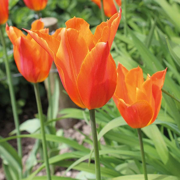 Tulip Ballerina Bulbs - Image 2