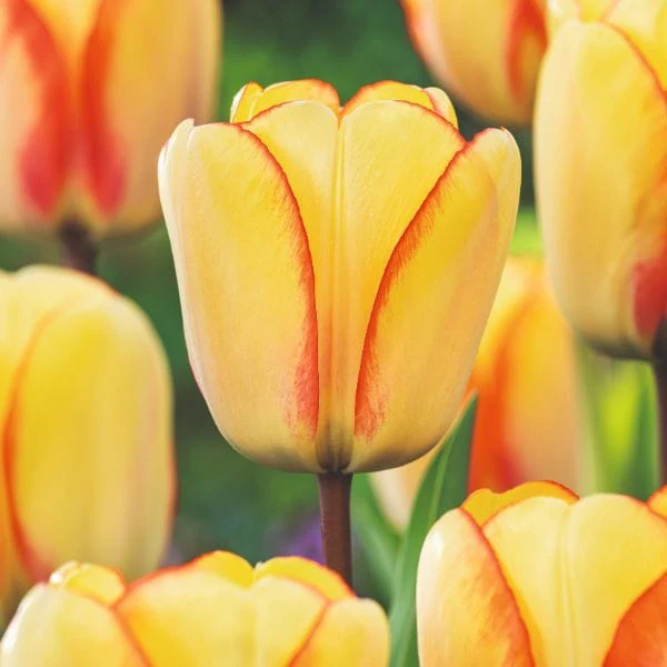 Tulip Beauty Of Spring Flower Bulbs - Image 2