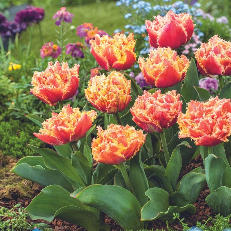 Tulip Brisbane Flower Bulbs - Image 3