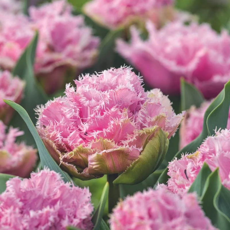 Tulip Cairns Flower Bulbs - Image 2
