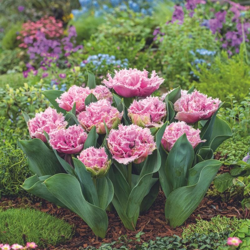 Tulip Cairns Flower Bulbs - Image 3