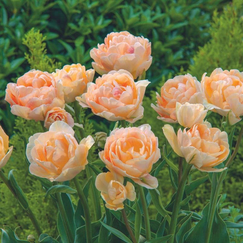 Tulip Charming Lady - Image 2