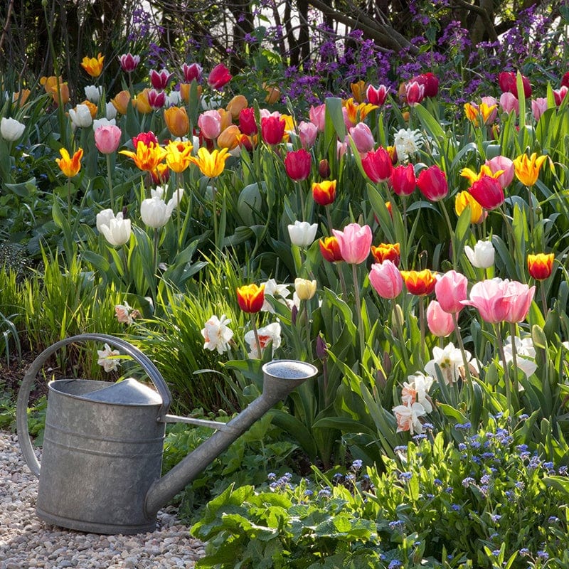Mixed Tulip Bulbs - Image 2