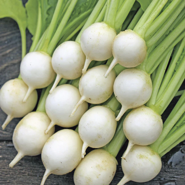 Turnip Sweet Marble F1 Seeds - Image 3