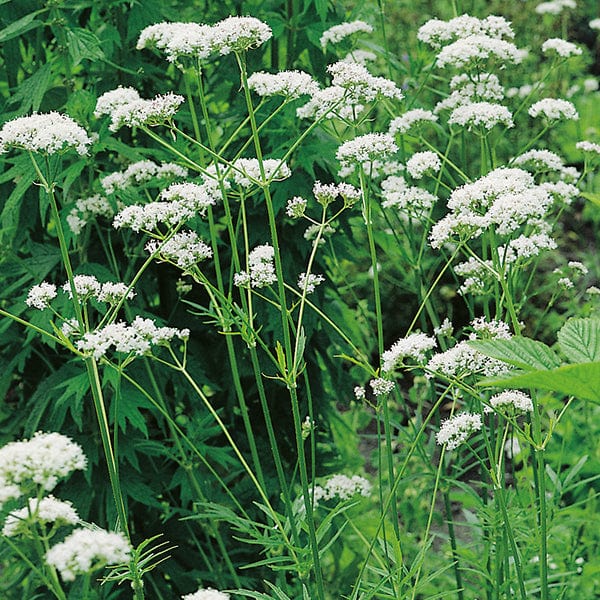Valerian Plants