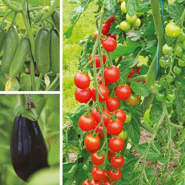Grafted Vegetable Plants Collection