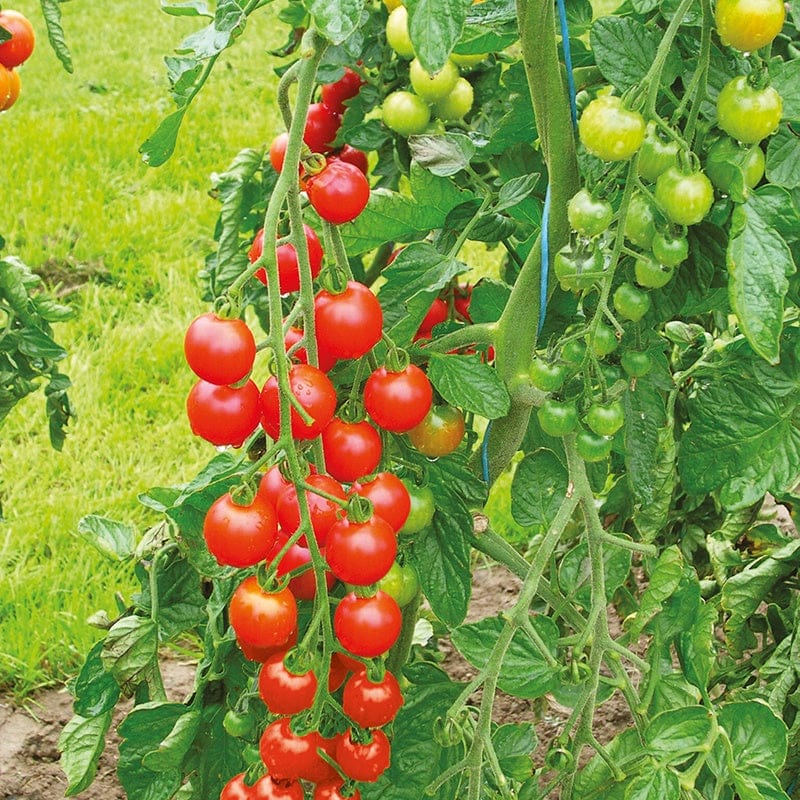 Grafted Vegetable Plants Collection - Image 3