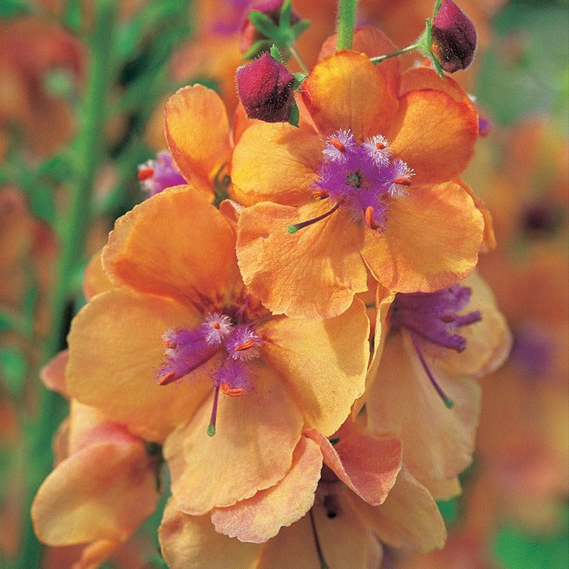 Verbascum Clementine Flower Plants