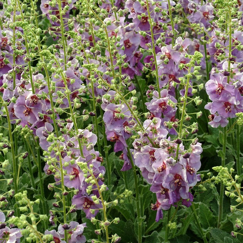 Verbascum Sugar Plum Flower Plants
