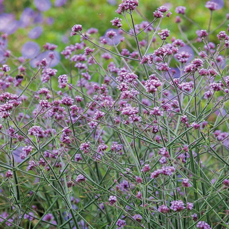 Verbena Bonariensis Flower Plants