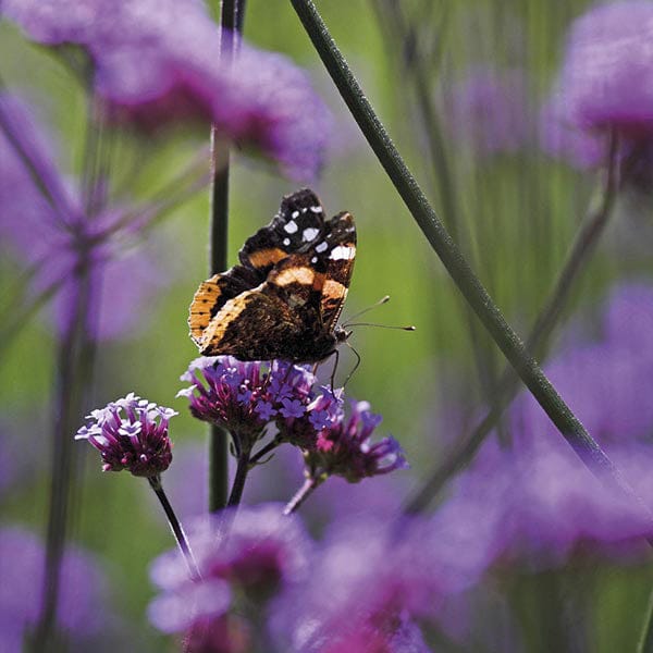 Verbena Bonariensis Flower Plants - Image 5