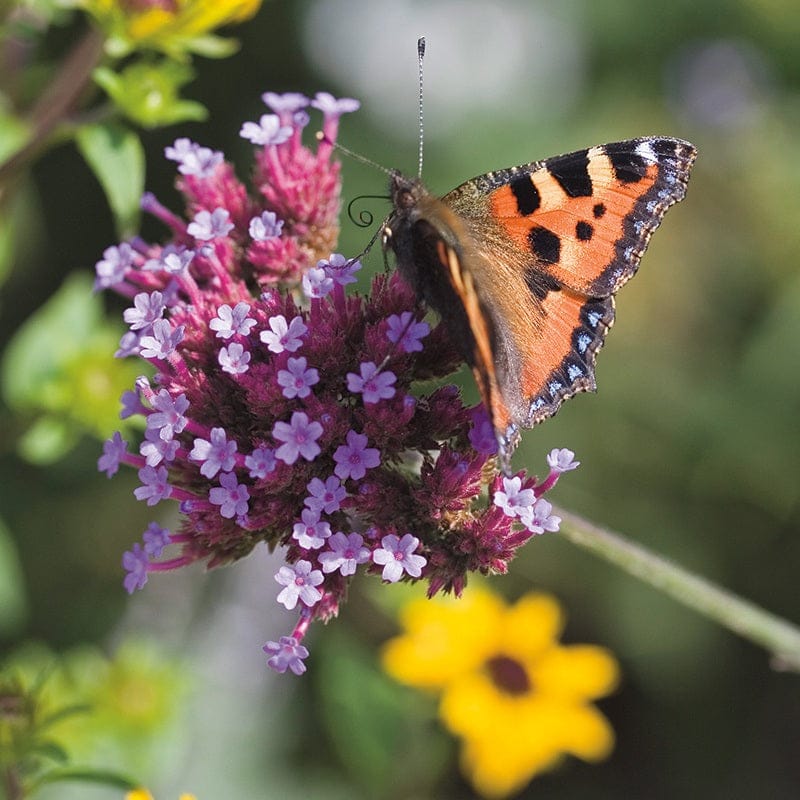 Verbena Bonariensis Flower Plants - Image 6