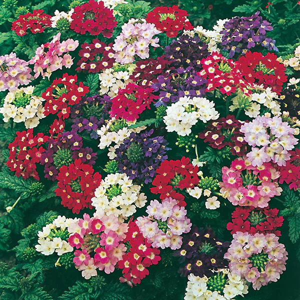 Verbena Compact Mixed Seeds - Image 3