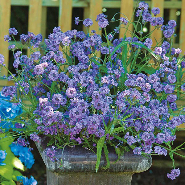 Verbena Intensity Seeds - Image 3