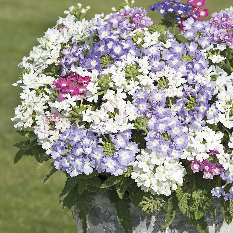 Verbena Scentsation Seeds - Image 3
