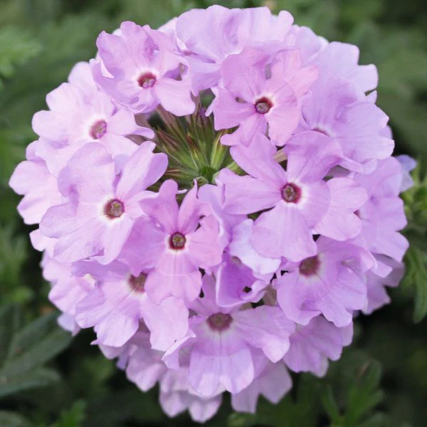 Verbena Vectura Flower Plants Collection - Image 2