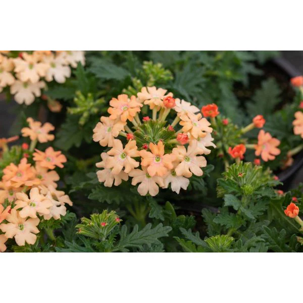 Verbena Vectura Flower Plants Collection - Image 3