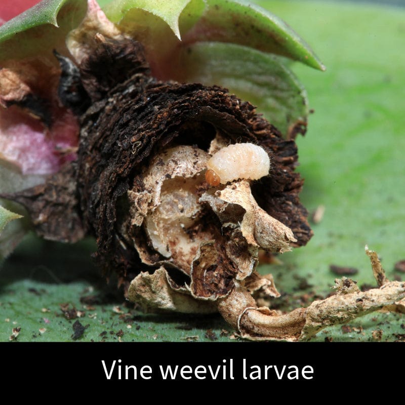 Vine Weevil Control Nematodes 100sq.m - Image 3