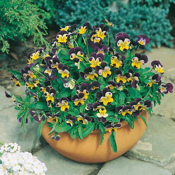 Viola Johnny Jump Up Seeds - Image 3