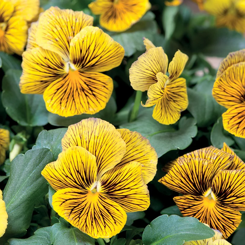 Viola Network Improved Flower Seeds - Image 3