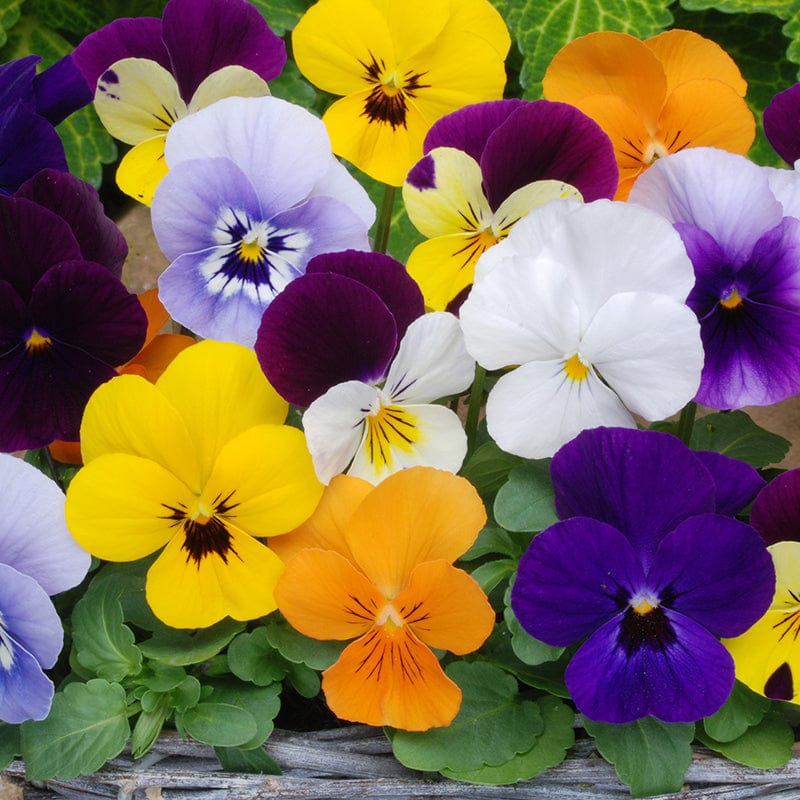Viola Sorbet Mixed F1 Flower Plants - Image 7