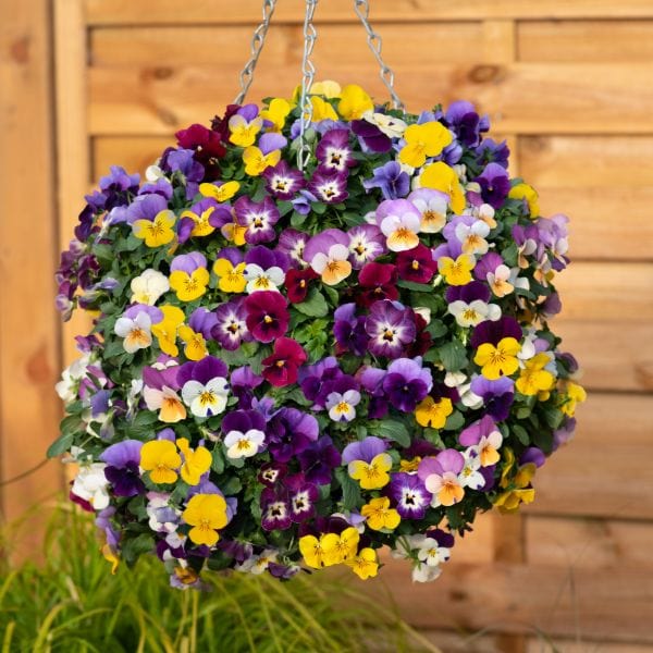 Viola Teardrops Mix Garden Ready Bedding Plants - Image 2