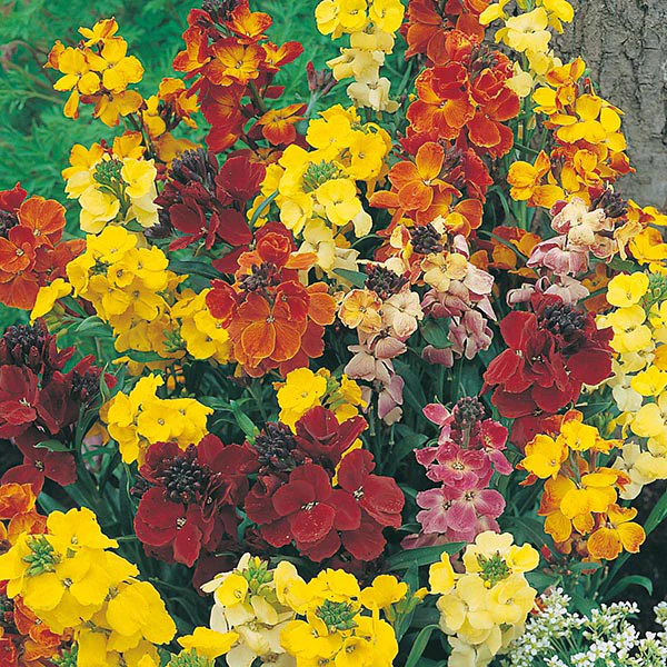 Wallflower Choice Mixed Seeds - Image 4