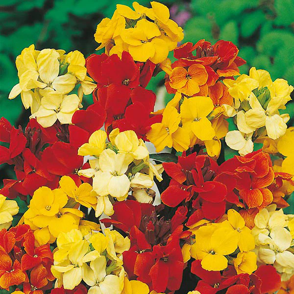 Wallflower Dwarf Bedding Mixed - Image 3